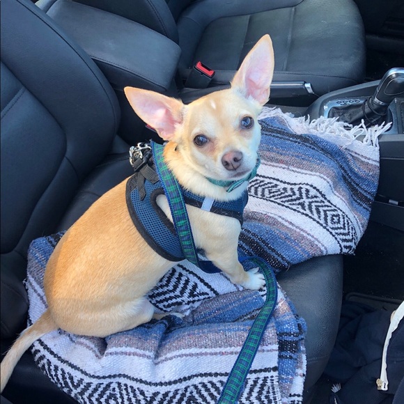 Meet Your Posh Ambassador 💕 - Picture 4 of 7